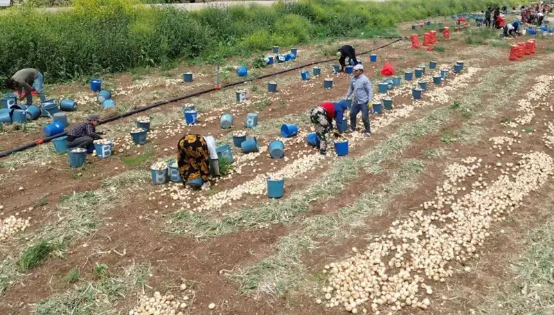 Sonunda Beklenen An Geldi: Soğan Hasadı Başladı, Fiyatlar Düşüşte!
