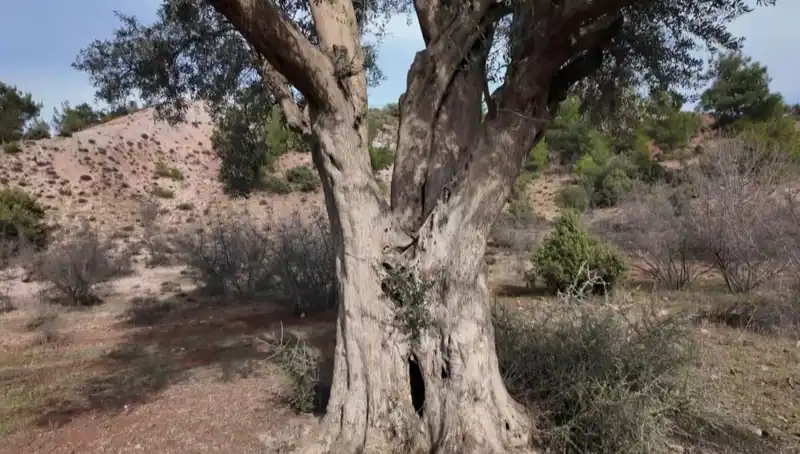 800 Yıllık Zeytin Ağacı: Geçmişten Günümüze Gelen Yeşil Miras