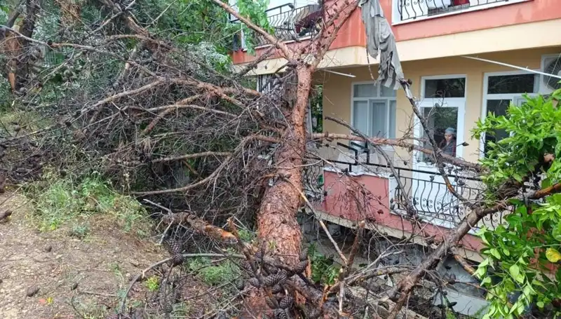 ** Yağışlar Sonrasında Eşsiz Görüntü: Binanın Üzerine Devrilen Ağaç**