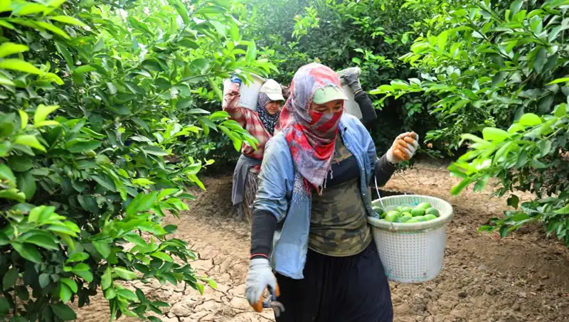 Markette Yükselen Fiyatlar: 150 Lira Eşiği Aşıldı, Yeni Hasat Umutları Artıyor!