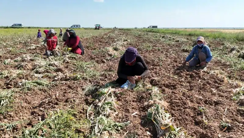 Dünyanın Üç Yıldızı: Rusya, Almanya ve İspanya'nın Antibiyotiği Hasat Edildi