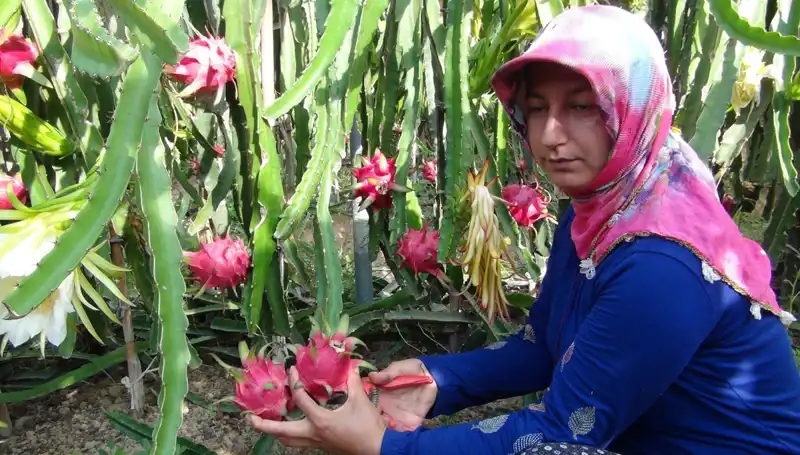 Emekli Olduktan Sonra Pitaya Üretimine Başladı, Kilosu 200 TL'den Satılıyor!