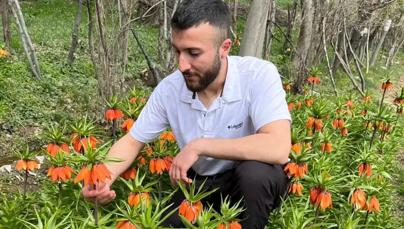 Ağlayan Gelin Nedir? 20 Günlük Ömrü ve Cezası Şaşırttı!