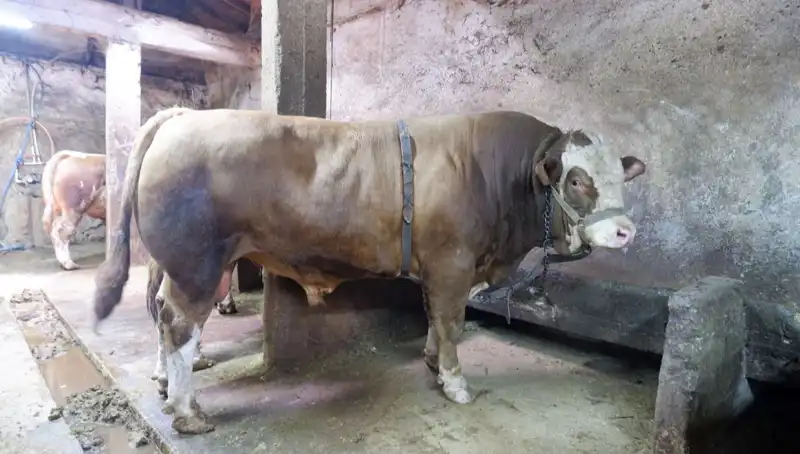 1 Ton 200 Kilo Ağırlığındaki Eşya Piyasa Rekorları Kırdı!